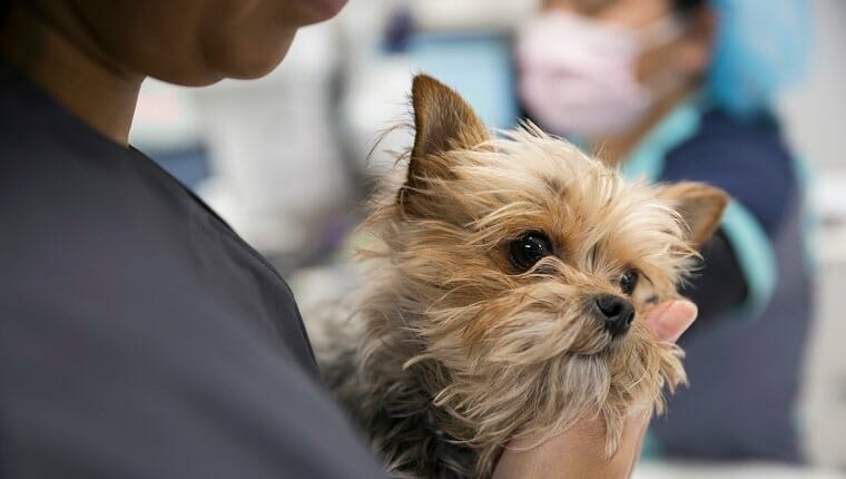 Cerca de un veterinario en una clínica para perros tímidos