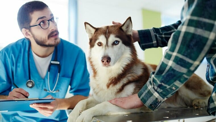 Veterinario uniformado que hace recetas para perros husky y habla con su dueño