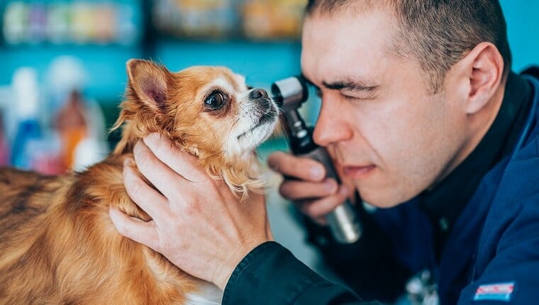 Vista lateral del veterinario examinando el ojo del perro a través del oftalmoscopio.