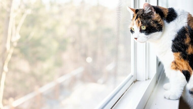 Guepardo lindo rostro de mujer linda de pie en el alféizar de la ventana mirando detrás de las persianas, persianas exteriores.