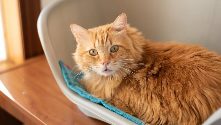 Mirada de sorpresa de un lindo gato pelirrojo en la cama del animal doméstico.  Copie el espacio disponible en el lado izquierdo.  hermoso abrigo de piel naranja