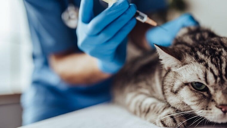 La imagen recortada del veterinario está examinando un lindo gato gris en la clínica veterinaria.  Preparándose para una inyección.