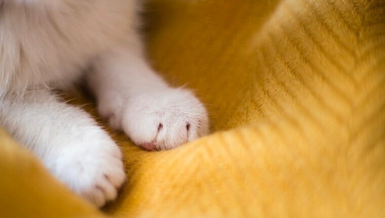 Patas de gato blanco brillante.  Durmiendo sobre fondo amarillo