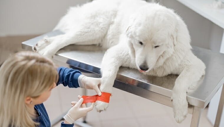 Pata de enlace de veterinario femenino paciente de perro blanco grande con vendaje elástico rojo.  Cuidado y tratamiento de mascotas.  Primeros auxilios en la clínica veterinaria.
