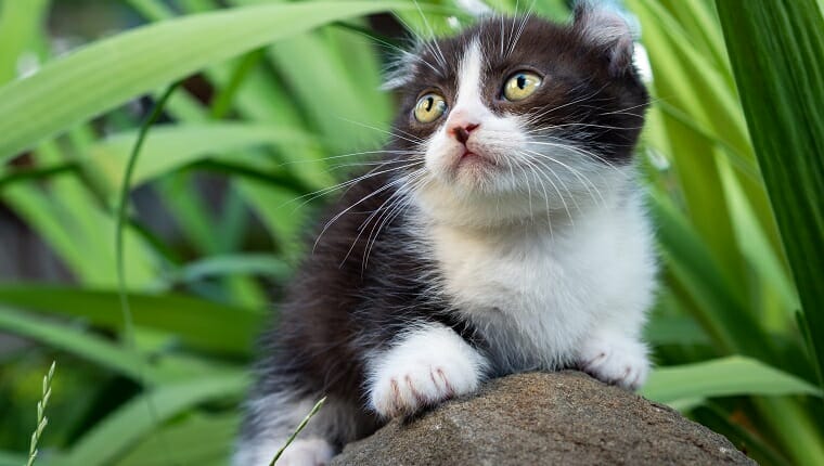 Gato enano kinkalow en blanco y negro con patas cortas y orejas hacia atrás rizado se encuentra en el jardín sobre una roca en verano
