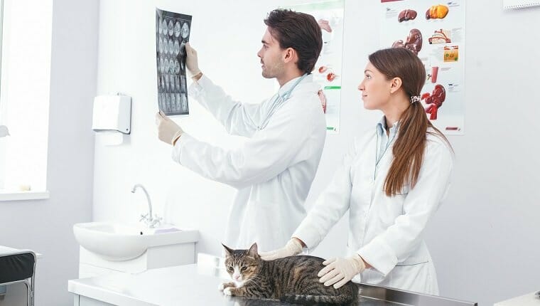 Los médicos discuten las radiografías de las fotos de gatos.  Concepto de clínica veterinaria.  Servicios de un médico para mascotas, salud y tratamiento de mascotas