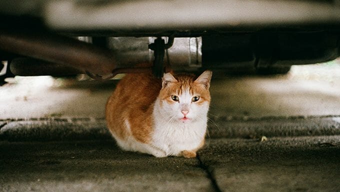 gato debajo del coche