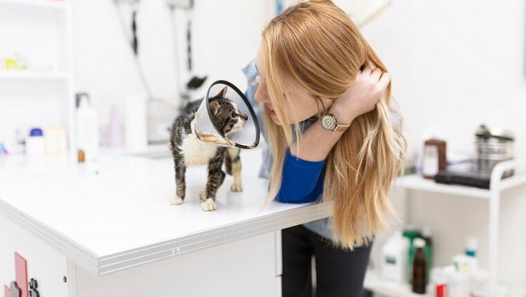 veterinario mirando gato herido