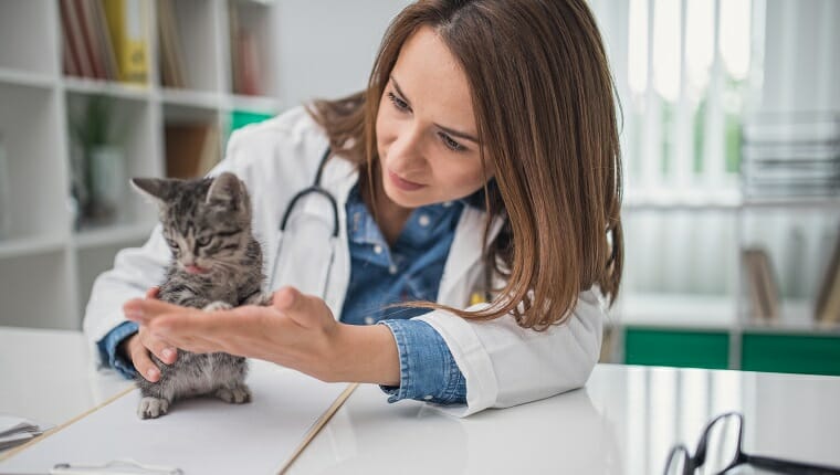 Veterinario examinando a un gatito en el hospital de animales.
