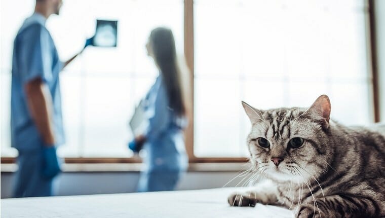 Un lindo médico veterinario y su atractiva asistente están examinando la radiografía de fondo mientras el lindo gato gris está acostado en la mesa de la clínica veterinaria.