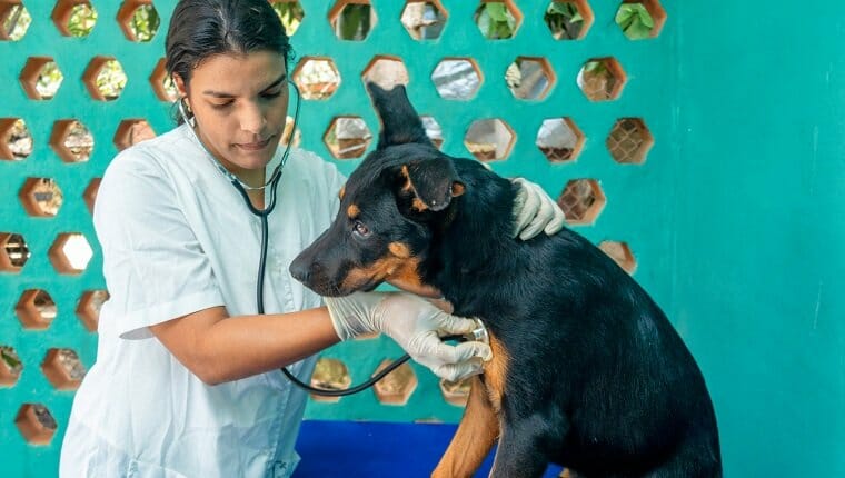 Mujer latinoamericana que trabaja como veterinaria