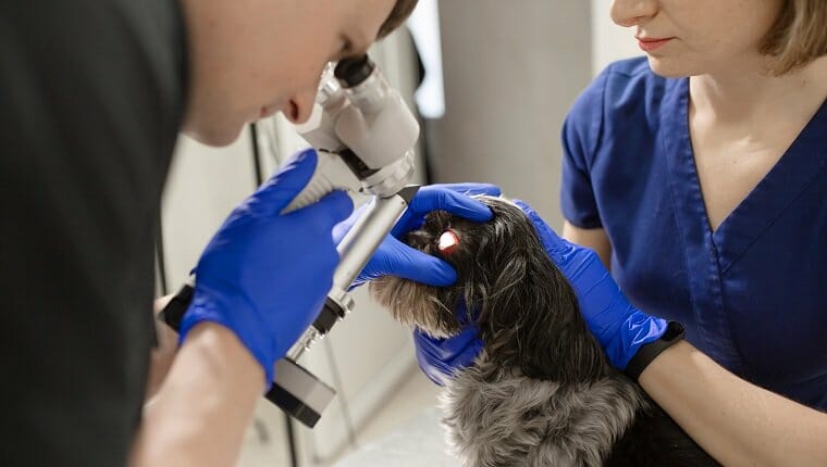 Un oftalmólogo veterinario realiza un procedimiento médico, examina los ojos de un perro con un ojo lesionado y un asistente ayuda a sujetar la cabeza.  "R" nUn veterinario realiza una biomicroscopía con una lámpara de hendidura.