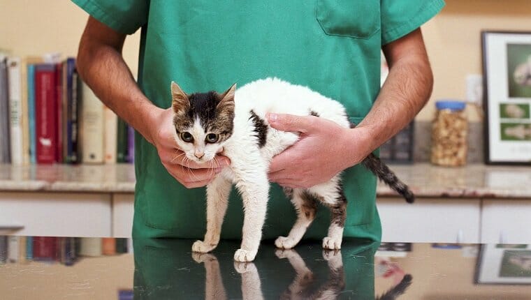 Veterinario examinando gatito, sección intermedia
