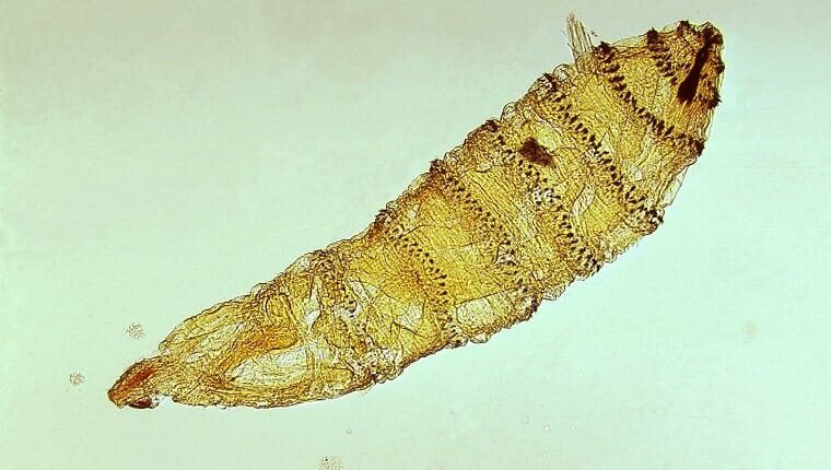 Larva de primer estadio de Cuterebra, un género de mosca.  Vuela, parásito.  Imagen cortesía del CDC / Dr. George Healy, 1973. 