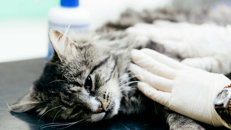 Un veterinario examina a un gato en un hospital veterinario.  Se sospecha que fue atropellado por un automóvil.  El gato está bajo anestesia.