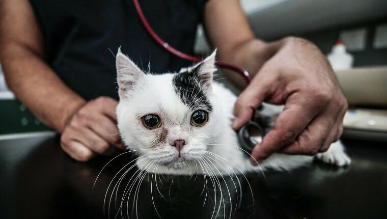 ANKARA, TURQUÍA - 09 DE JULIO: Un gato llamado "Kaju", que sufre de enanismo, está siendo tratado en un hospital veterinario en Ankara, Turquía, el 9 de julio de 2019. Kaju, de 2 años y medio, parece más bajo y más pequeño que otros gatos porque sufre de enanismo.  Fue trasladado a un hospital a la edad de 6 meses.  Mide 10 centímetros de alto y pesa 1 kilo y medio.  El tratamiento y los controles de salud de Cat se llevan a cabo en el hospital desde hace dos años. 