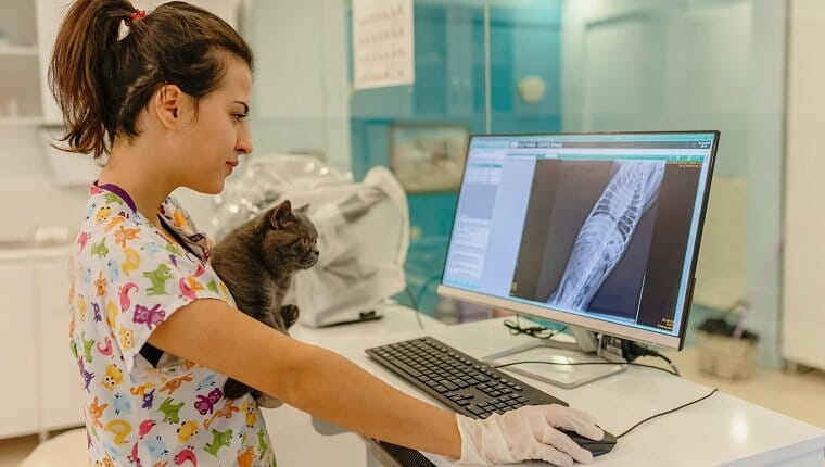 Veterinarios examinando radiografías