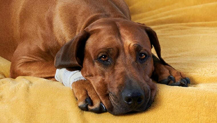 Perro marrón grande acostado en el carro con la pierna vendada y la pierna lesionada.