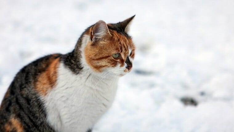 gato de nieve