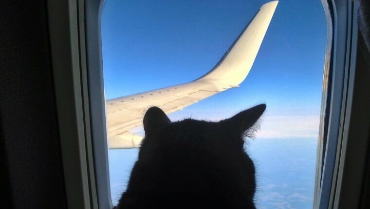 Gato de la aviación volando en avión mirando a través del ojo de buey con vistas al ala del cielo azul.  Gato silueta en la ventana del avión.