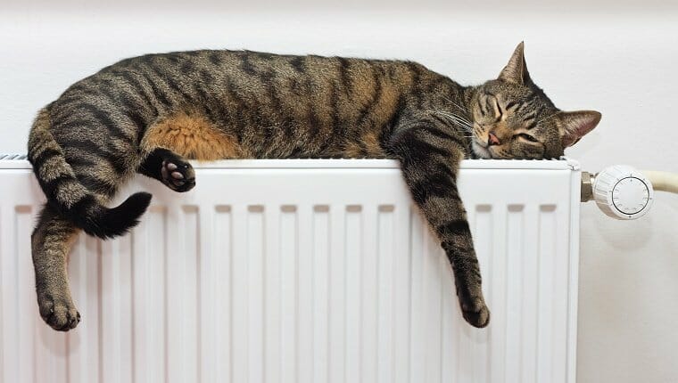 Un gato rayado negro y gris duerme sobre un radiador.