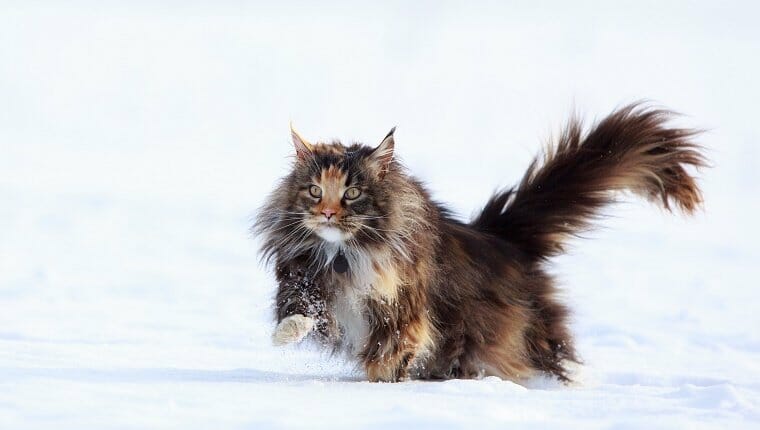 Un gato de pelo largo camina por la nieve.