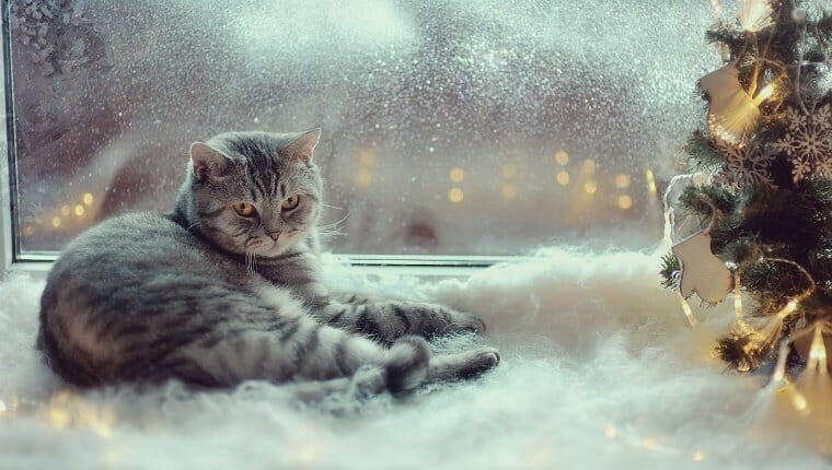 Un gato gris está sentado frente a una ventana esmerilada junto a una decoración navideña con nieve de algodón falso por todas partes.