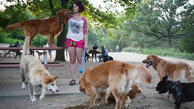 Toronto, Canadá - 4 de julio - Melissa Martin juega con sus 6 perros perdigueros de oro en el parque para perros sin correa en High Park de Toronto el 4 de julio de 2015. Cole Burston / Toronto Star (Cole Burston / Toronto Star a través de Getty Images)