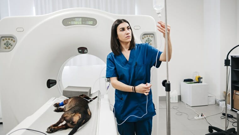 Enfermera veterinaria seria que toca el mango del cilindro de plástico mientras mira la botella y se para junto al perro operado que yace sobre el equipo de imágenes en el hospital veterinario