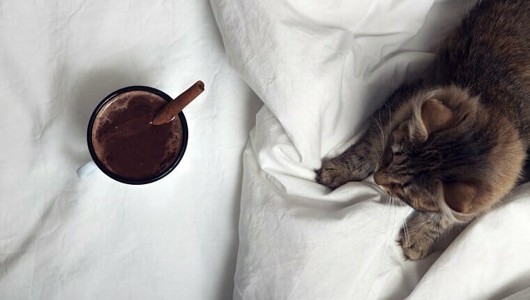 taza de café y un gato en la cama