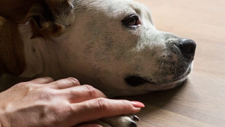 Las manos que sostienen las patas del perro le dan la mano mientras duerme o descansa