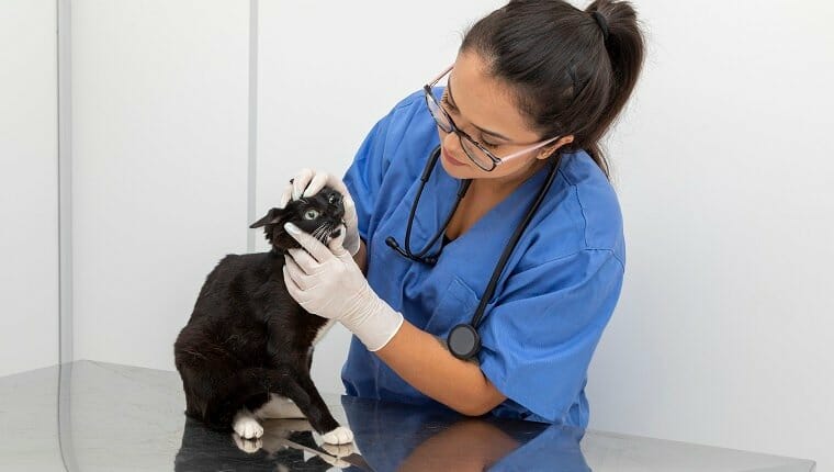 Veterinario examinando gatos domésticos en la clínica.