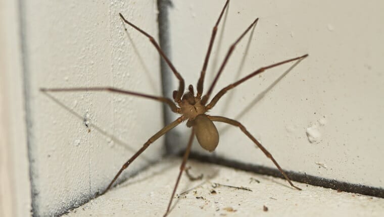 Pequeña araña reclusa marrón escalando una pared.