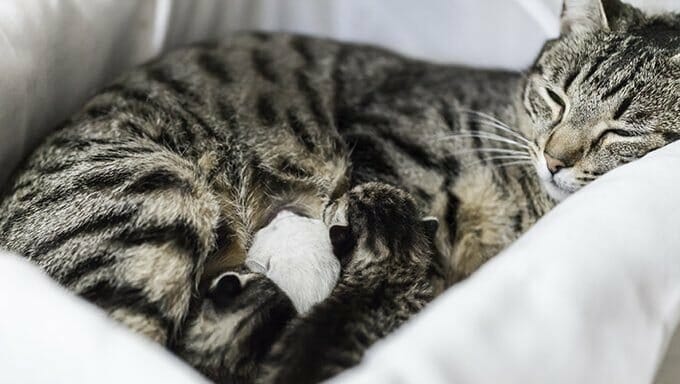 gato tirado en la sábana
