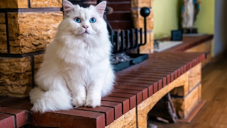 gran gato blanco con ojos azules se sienta en la chimenea