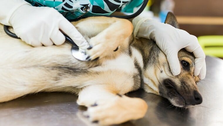 Primer plano de la mano veterinaria consultando a un perro enfermo usando un estetoscopio mientras está acostado en una mesa