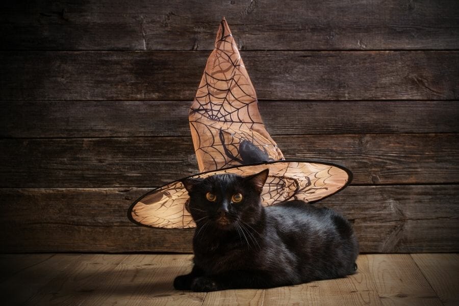 hermoso gatito negro