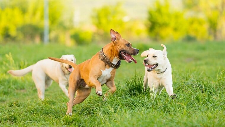 Imagen horizontal de tres perros jugando en un campo verde en una tarde soleada