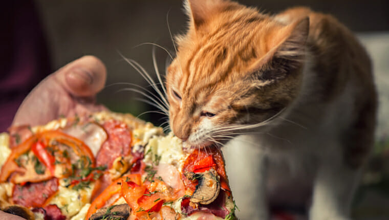 gato comiendo pizza