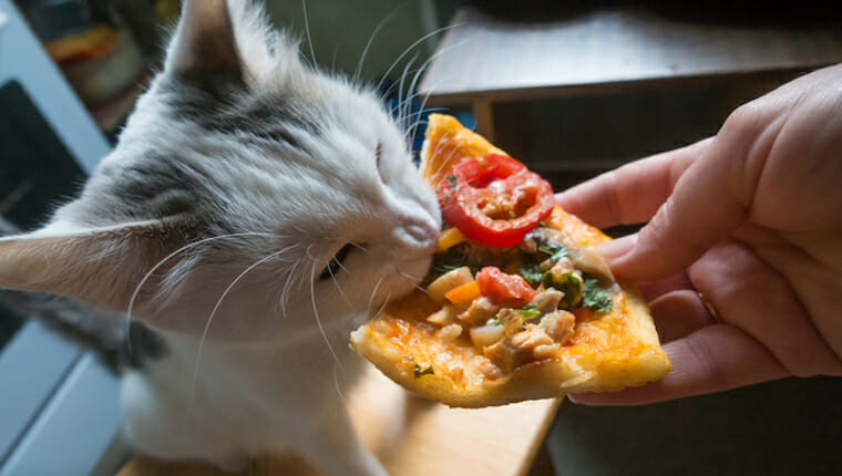 gatito comiendo pizza