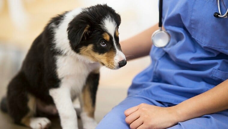 Un curioso cachorro border collie mira a un veterinario con un uniforme azul y un estetoscopio que está sentado al lado del cachorro.