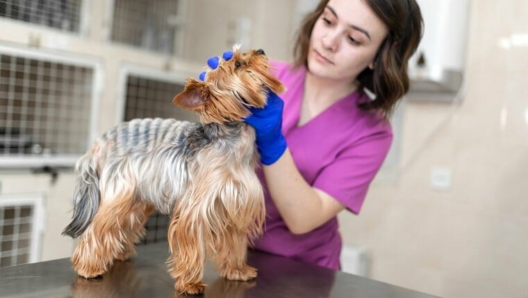 Un veterinario profesional vacuna a un pequeño perro Yorkshire Terrier.  Un joven veterinario de aspecto caucásico trabaja en una clínica veterinaria.  Perro examinado en el veterinario.