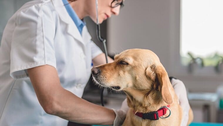 Joven veterinario revisando al perro en la clínica veterinaria