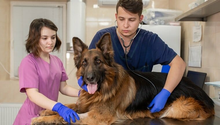 Médico veterinario profesional con un asistente que examina a un pastor alemán de raza de perro adulto grande.  Los médicos veterinarios jóvenes, hombres y mujeres, trabajan en una clínica veterinaria".r"nEl interno ayuda al médico en el examen.