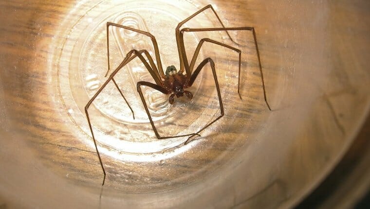 Loxosceles captura araña reclusa en un vaso de plástico