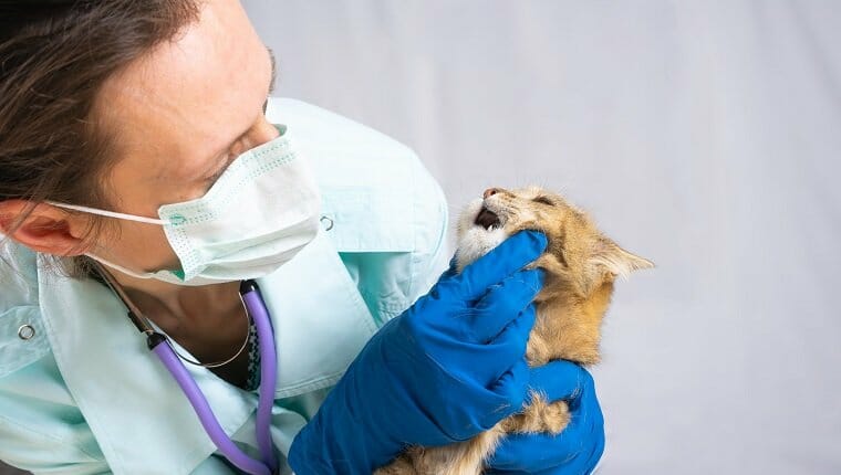 Veterinario examinando los dientes de un gato durante un chequeo en la clínica.  Concepto de cuidado de animales.