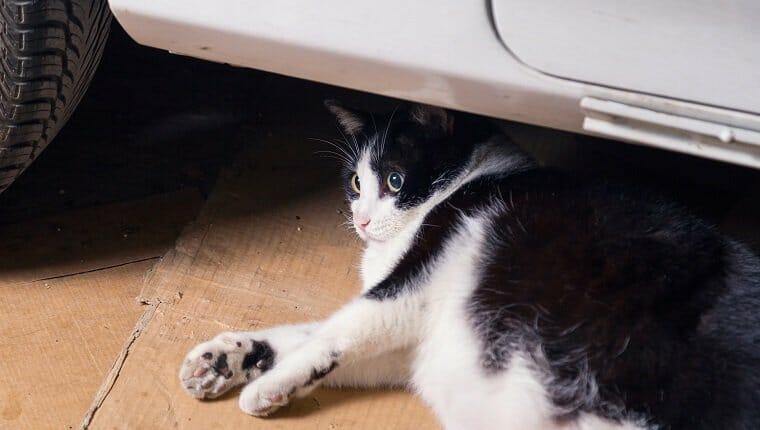 carbon monoxide poisoning cats 1