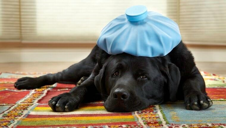 dog flu canine influenza 1