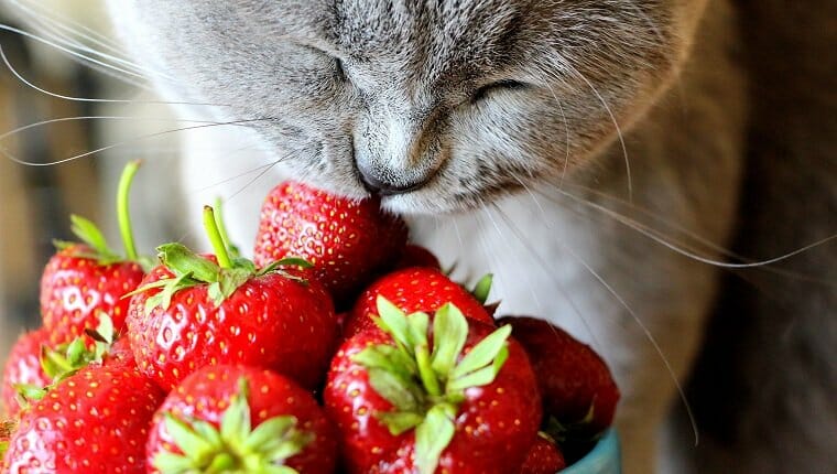Un gato escocés gris come fresas dulces recién maduradas recogidas en junio.
