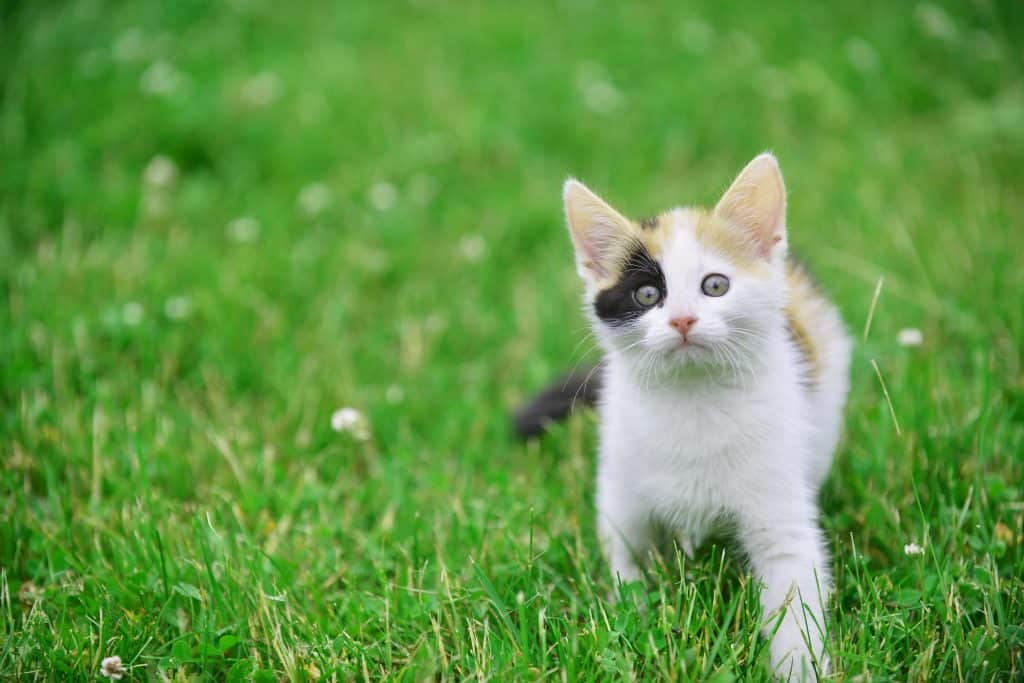 Nombres de gatos de la naturaleza - gato en la hierba